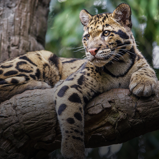 Sunda Clouded Leopard