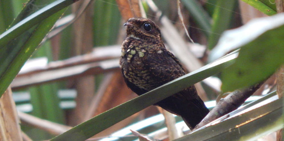 Bonaparte’s Nightjar.