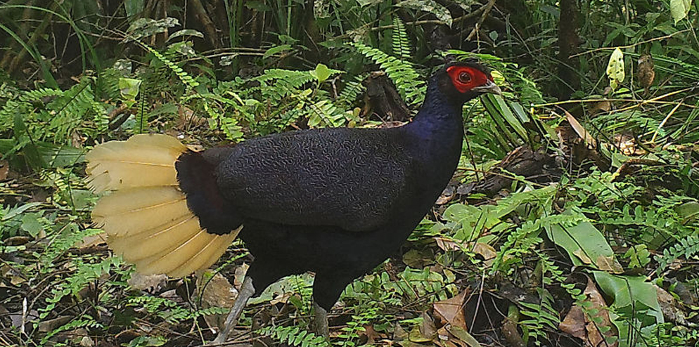 Malay Crestless Fireback.