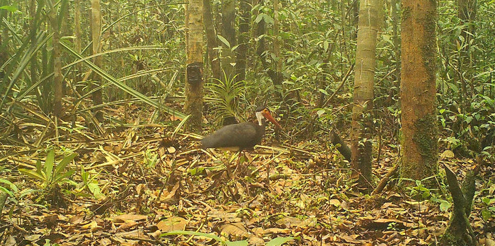 The Storm’s Stork have been classified as Endangered by the IUCN.