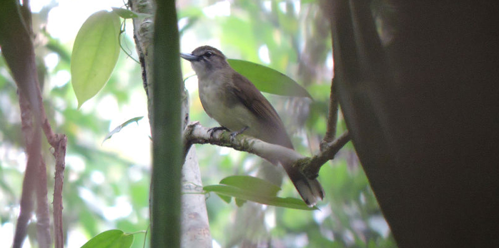 Hookbilled Bulbul.