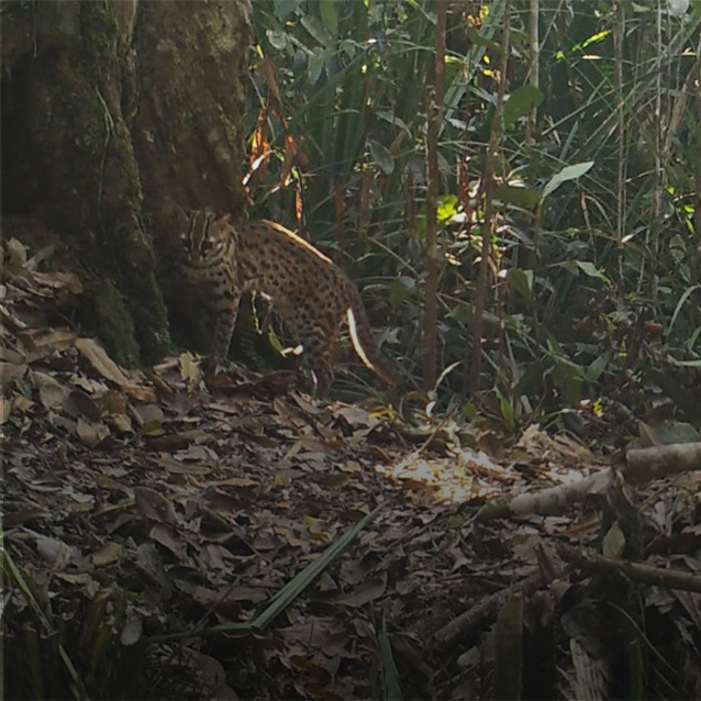 RER releases Mammals of Kampar Peninsula checklist