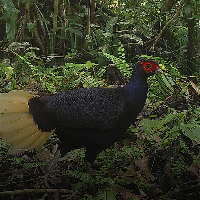 Malay Crestless Fireback (Lophura erythrophthalma erythrophthalma)