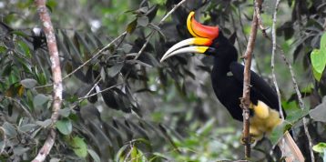 Birds of Kampar Peninsula