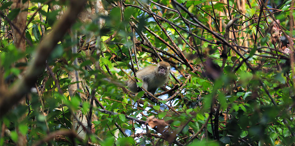 Biodiversity Survey and Monitoring