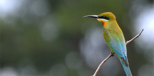 Blue-tailed Bee-eater spotted at Restorasi Ekosistem Riau (RER)