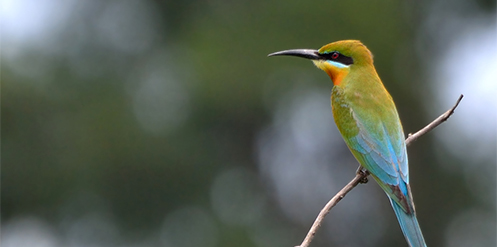 Blue-tailed Bee-eater