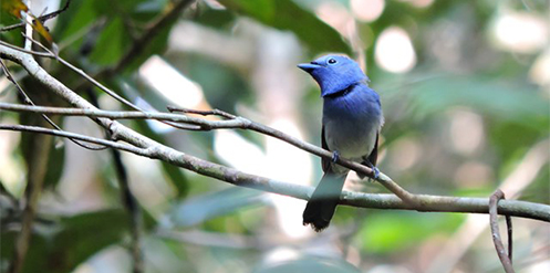 RER has documented 300 bird species on the Kampar peninsula as compared to the 128 bird species identified during 1991/92 surveys.