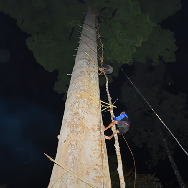 Cheers in the Darkness: Traditional Harvesting of Forest Honey