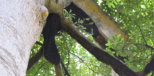 The men were using their obors to scare away the bees.