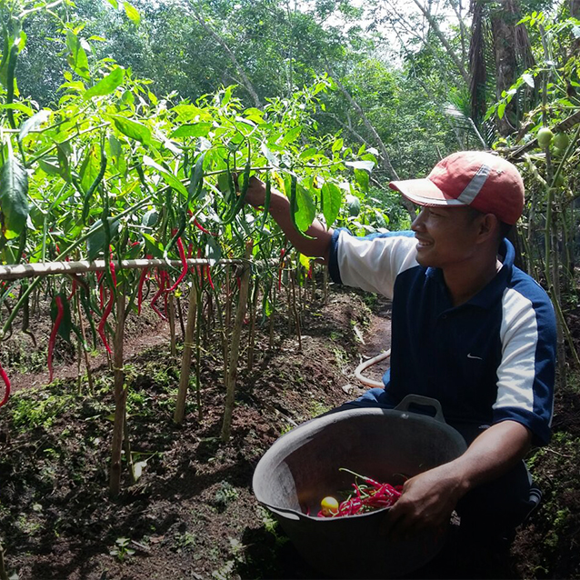 Collaborative Efforts to Empower Communities in Pulau Padang to Practice “No-Burn” Farming