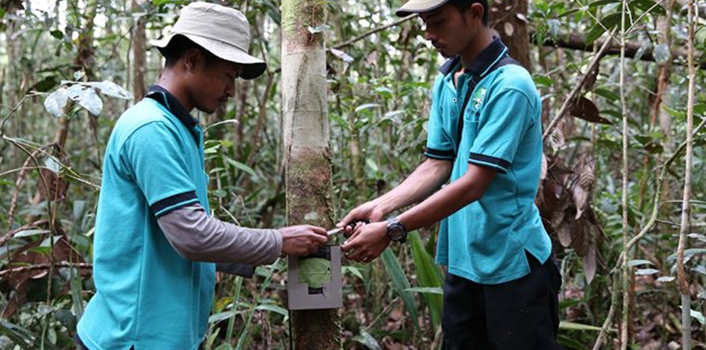 Camera traps play an important role in this process, enabling a far larger area to be monitored.