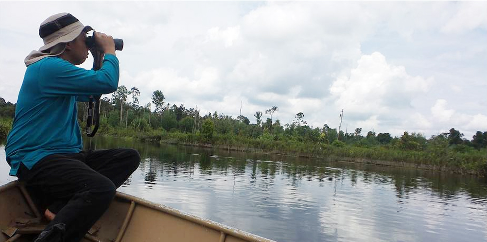 An observer waits patiently in his canoe and watches for waterbirds flying overhead.