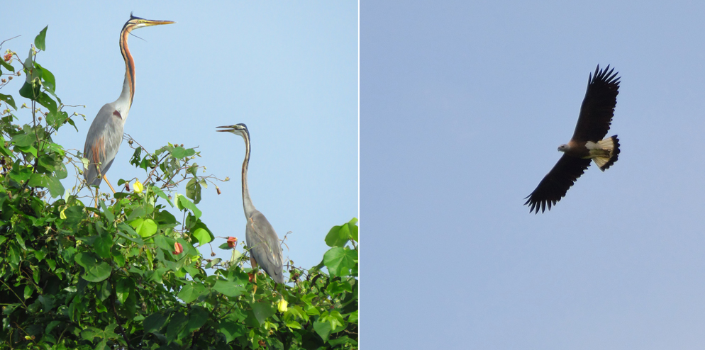 Two Purple Herons (Ardea purpurea) and a Grey-headed Fish Eagle (Ichthyophaga ichthyaetus)