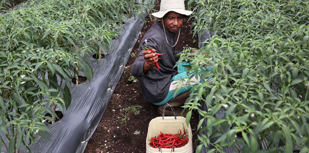 “Now, using the right way to clear land and plant chili has resulted in more benefits for me,”