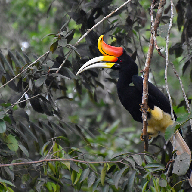 Rhinoceros hornbill