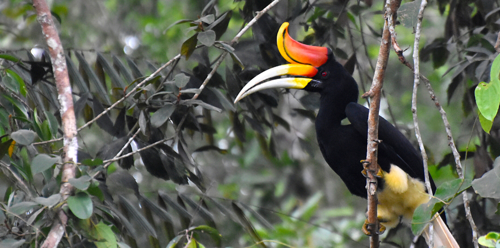 Rhinoceros hornbill