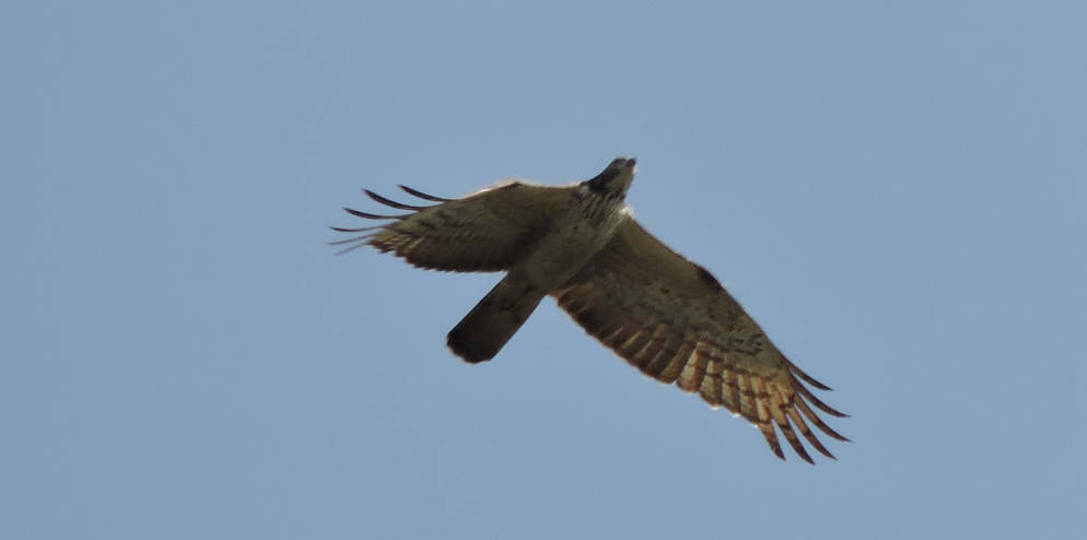 Oriental Honey Buzzard (Pernis ptilorhynchus)