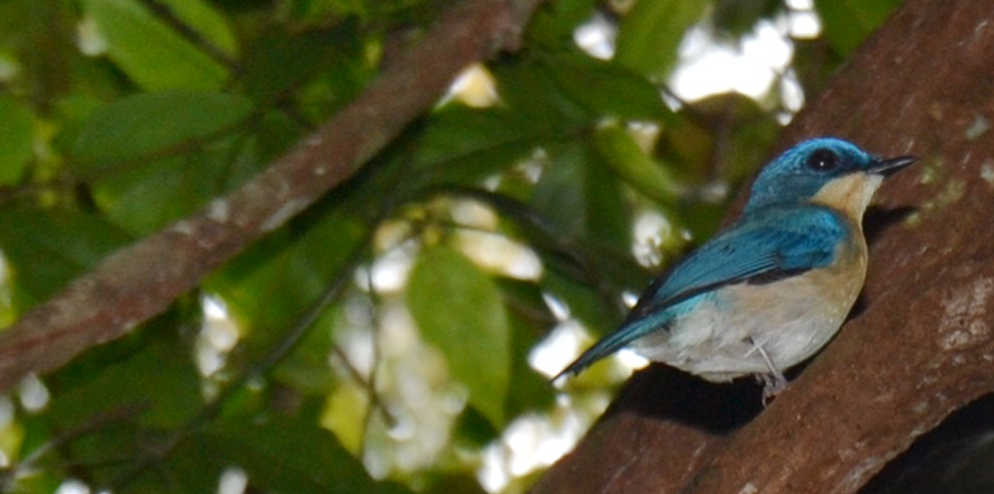 Another species found in RER (Malay fly catcher).