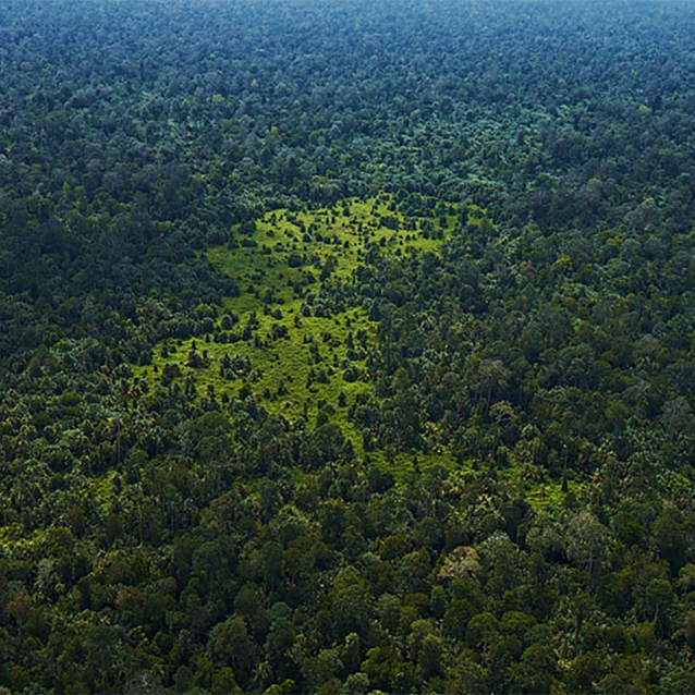 Plan to Restore Indonesian Forest Gets Go-ahead