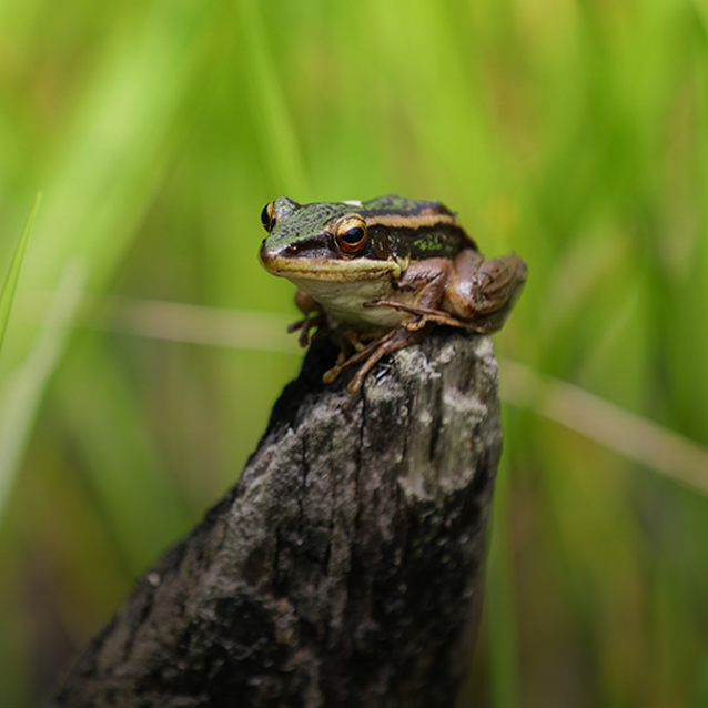 RER Report Delivers First Kampar Species Inventory