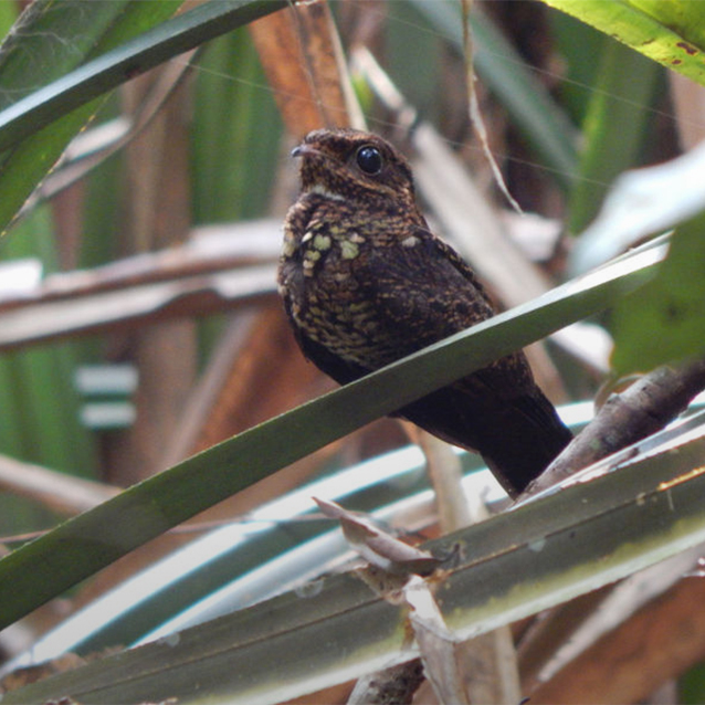 Bonaparte’s Nightjar.