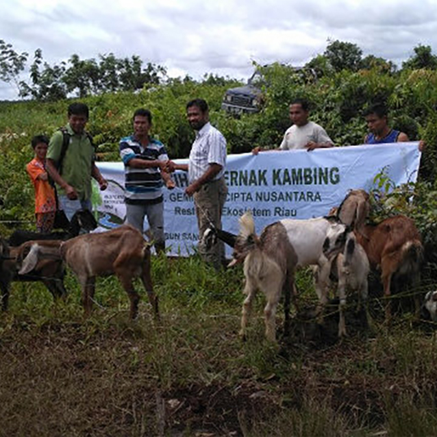 RER and their partner BIDARA have provided 50 goats to 40 resident families of Sangar sub-village in Pulau Muda Village.