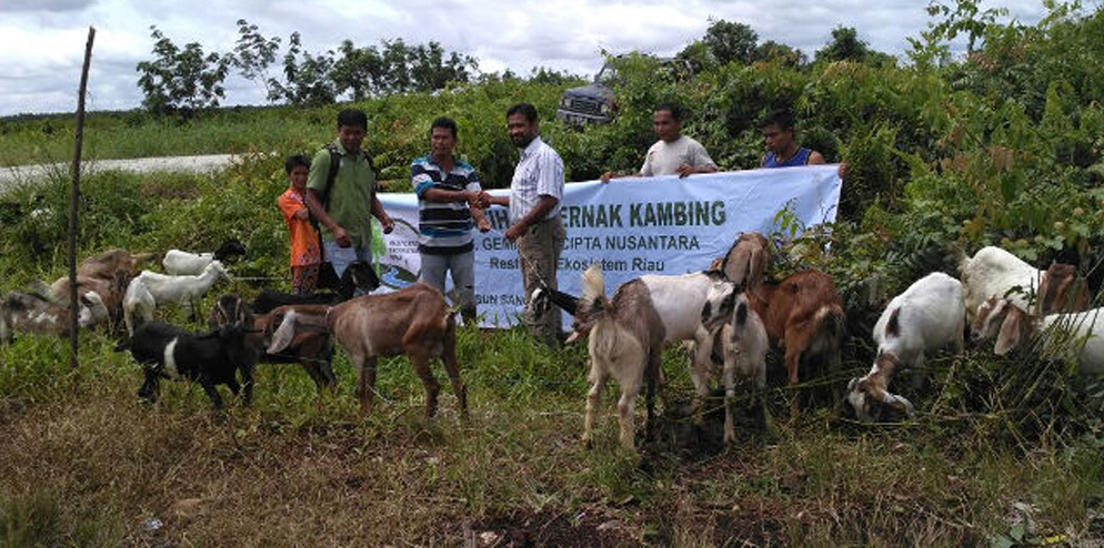 RER and their partner BIDARA have provided 50 goats to 40 resident families of Sangar sub-village in Pulau Muda Village.