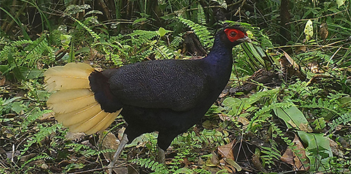 Malay Crestless Fireback (Lophura erythrophthalma erythrophthalma)