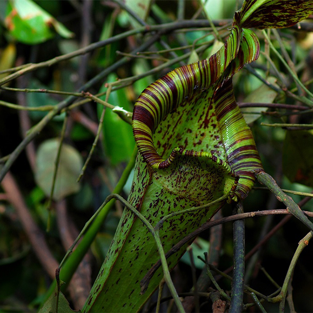 Indonesia's peatland areas are some of the most sensitive and endangered ecosystems in the world and the Kampar Peninsula in Sumatra...