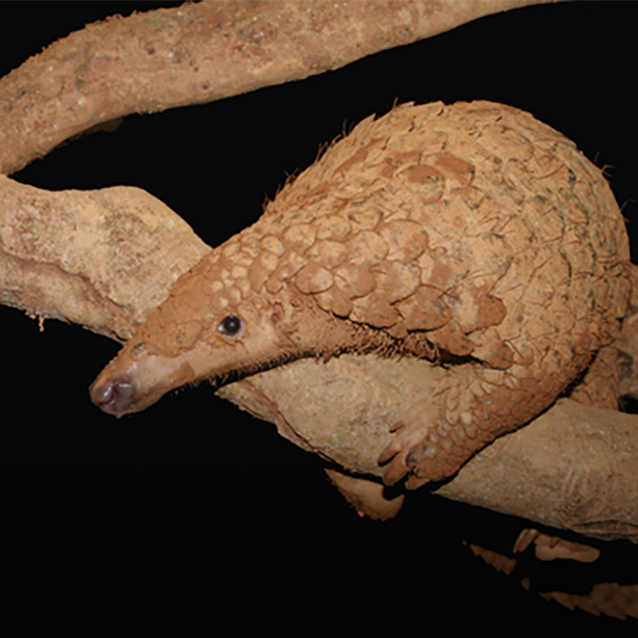 Sunda Pangolin