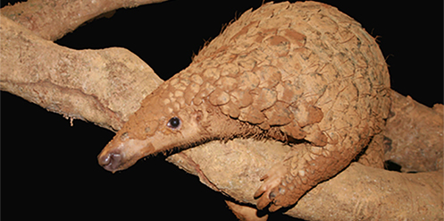 Sunda Pangolin