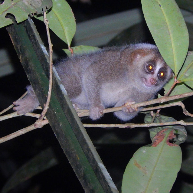 Sunda slow loris (Nycticebus coucang)