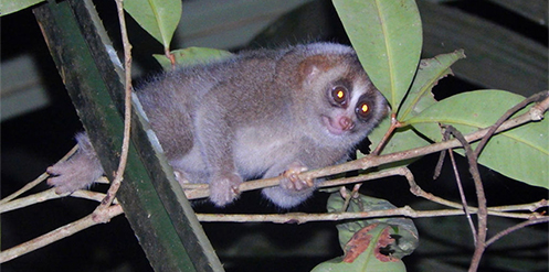 Sunda slow loris (Nycticebus coucang)