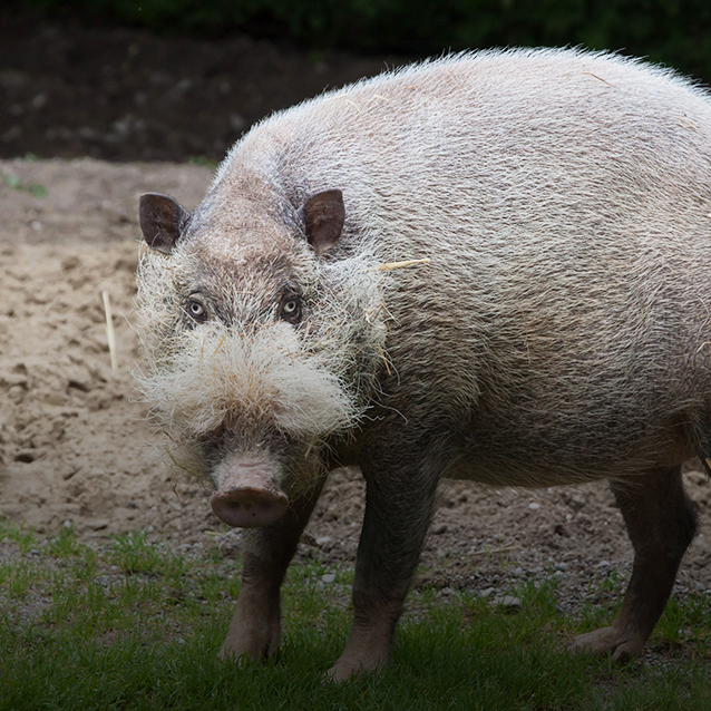 Bearded pig