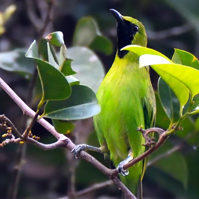 Indonesia's peatland areas are some of the most sensitive and endangered ecosystems in the world and the Kampar Peninsula in Sumatra...