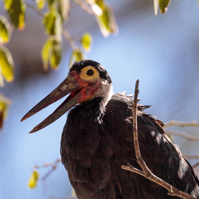 Wildlife of RER: Storm’s Stork