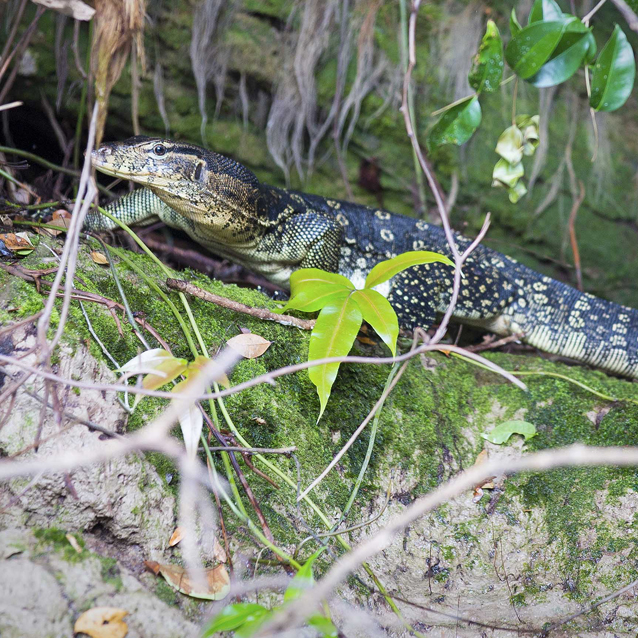 Wildlife of RER: The Asian Water Monitor