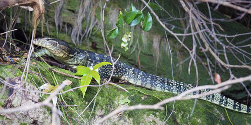 Wildlife of RER: The Asian Water Monitor