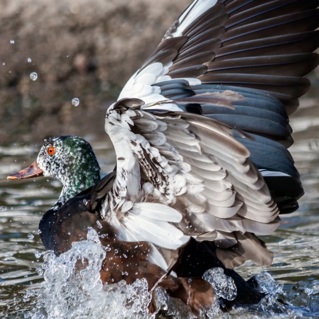 Wildlife of RER: White-Winged Duck