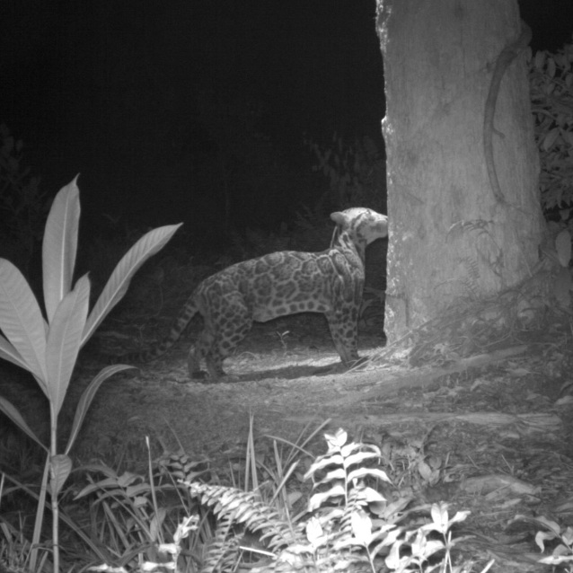 Wildlife of RER: Sunda Clouded Leopard