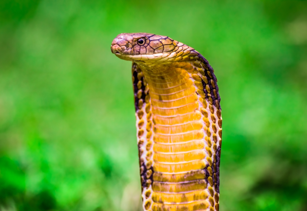 King cobra, facts and photos