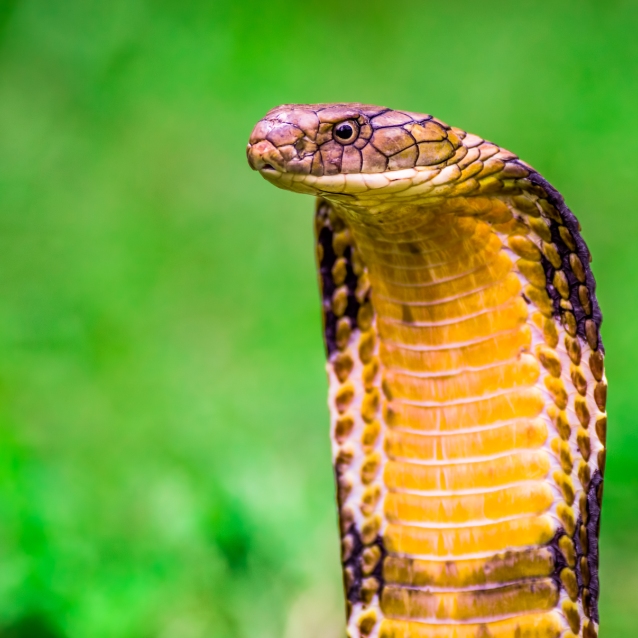 Wildlife of RER: King Cobra