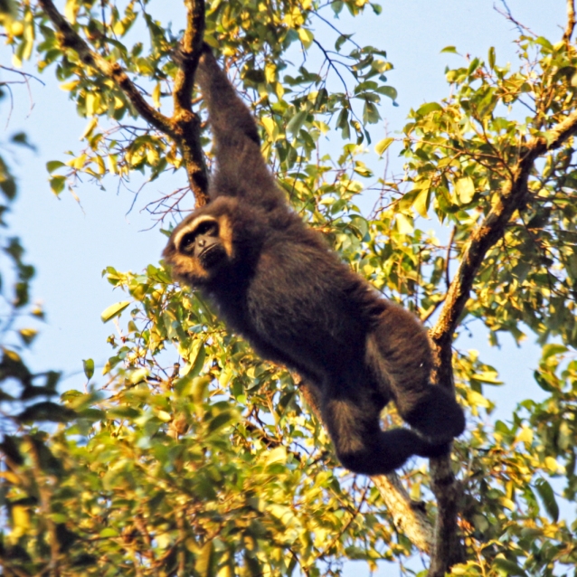 Wildlife of RER: Agile Gibbon