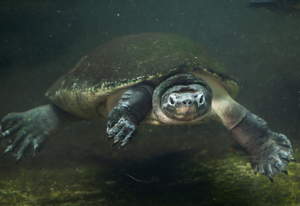 Wildlife Of Rer Malaysian Giant Turtle Restorasi Ekosistem Riau Rer Ecological Restoration Protect And Restore Ecosystems