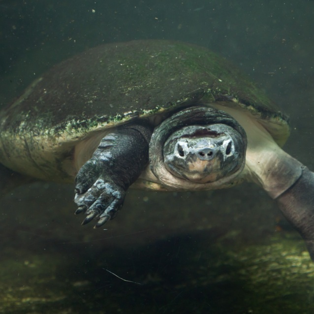 Wildlife of RER: Malaysian Giant Turtle