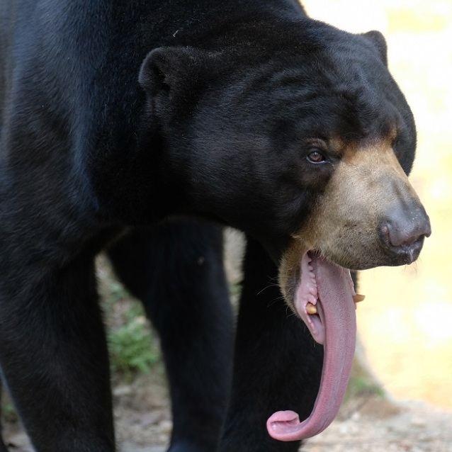 Wildlife of RER: Malayan Sun Bear