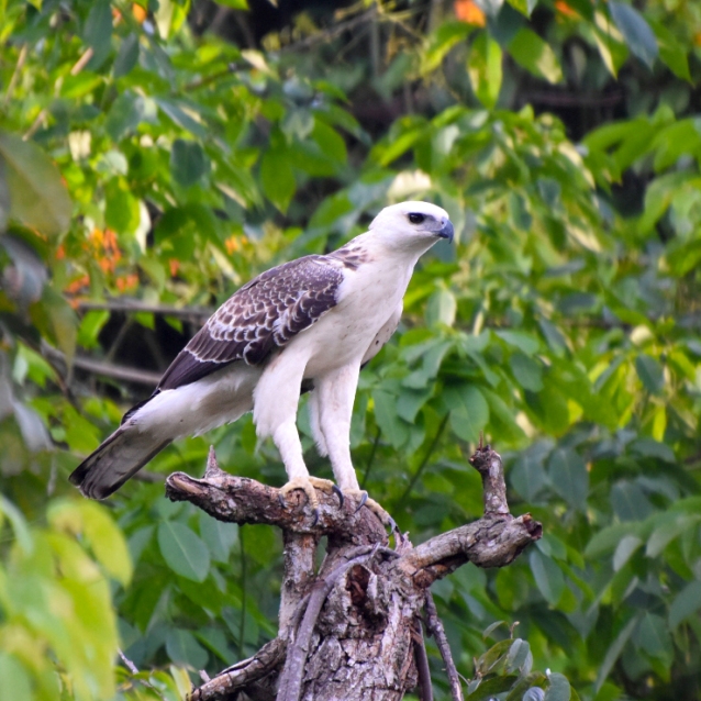 Wildlife of RER: Changeable Hawk-Eagle