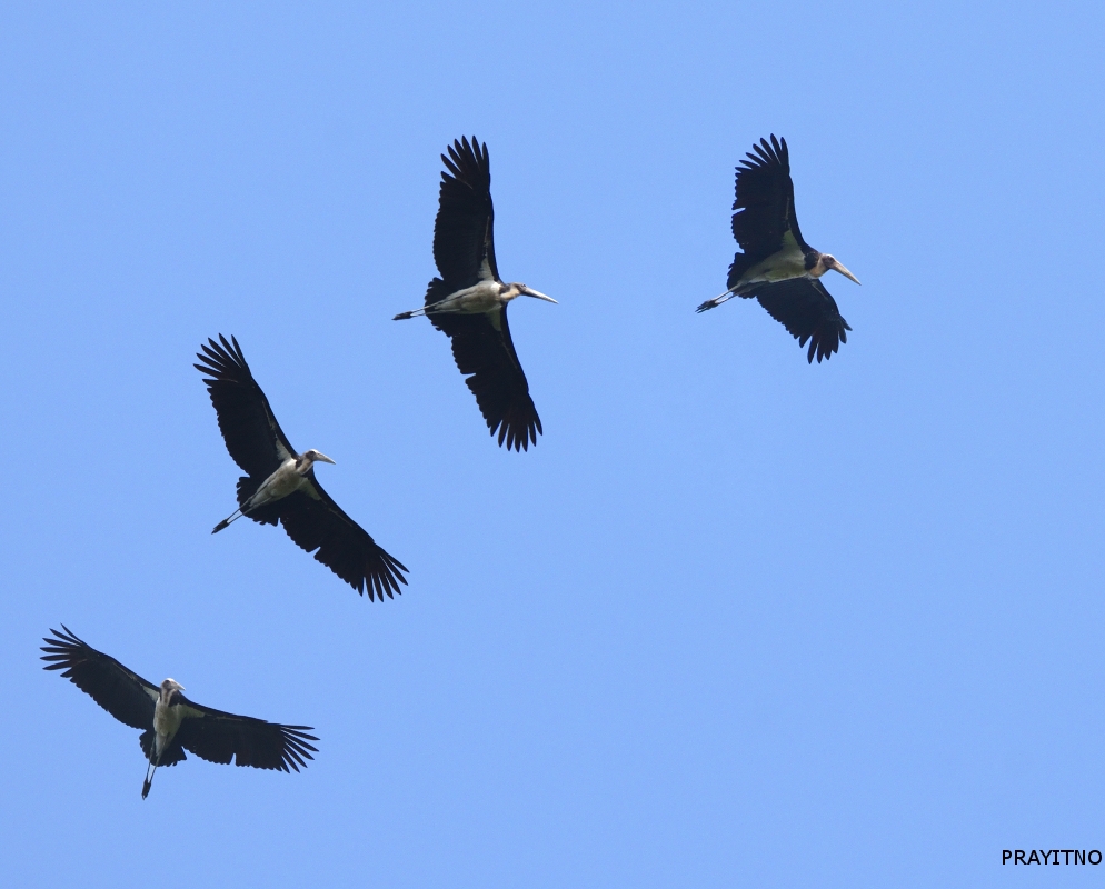 Asian Waterbird Census 2019