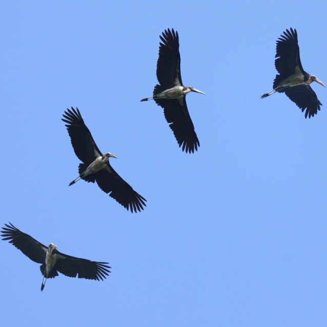 Asian Waterbird Census 2019